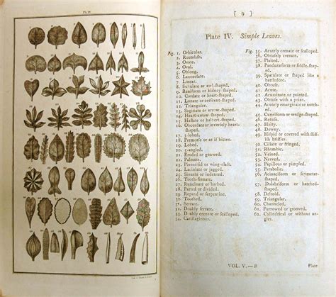 Cabinet 07 - Systema Naturae, Linnaeus, Prince of Botanists, Special ...