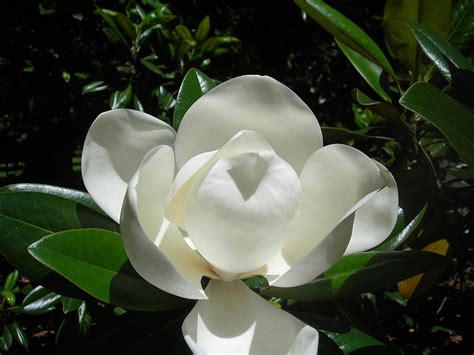 Mississippi State Flower | Magnolia