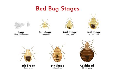 Bed Bug Treatments | Preferred Pest Control