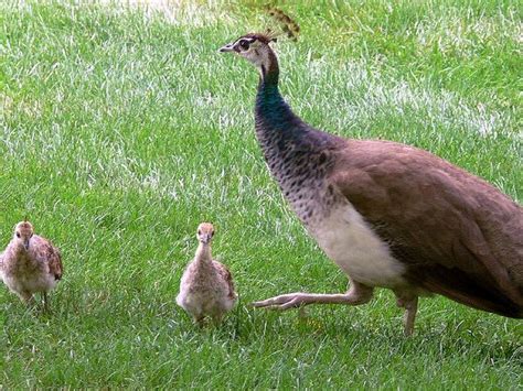 Peahen & chicks. These birds may not be as flamboyant as the males but ...