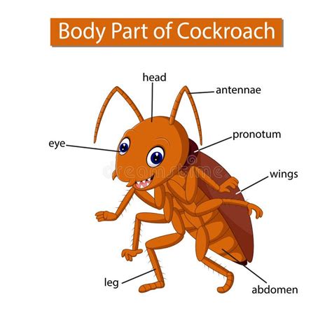 Cockroach Anatomy- Line Art with Labels on White Stock Vector ...