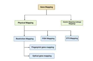 Gene Mapping - Definition, Types, Applications - Biology Notes Online