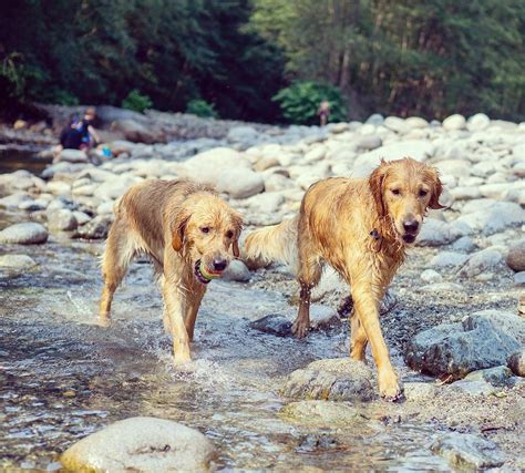 Top 12 Best Off-Leash Dog Parks in Vancouver and the Lower Mainland | Red Dog Blue Kat