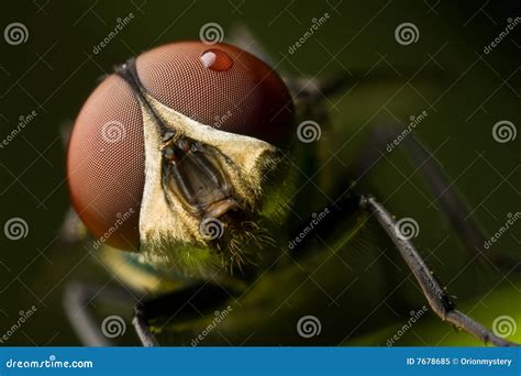 Fly's Face Royalty Free Stock Photo - Image: 7678685