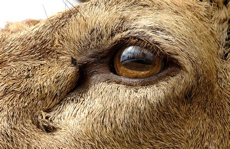 Deer Eye Close Up Stock Photos, Pictures & Royalty-Free Images - iStock