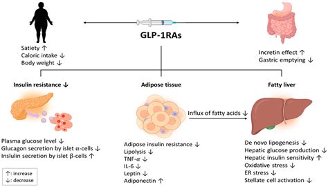 IJMS | Free Full-Text | Therapeutic Mechanisms and Clinical Effects of Glucagon-like Peptide 1 ...