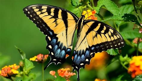 Black and Yellow Butterfly Meaning