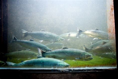 Ballard Locks