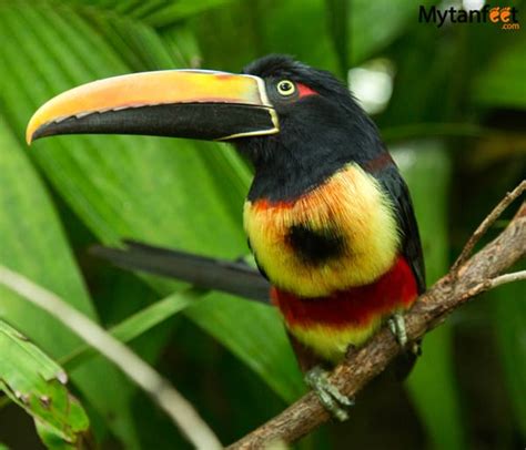 Where to See Toucans in Costa Rica: The Best Places