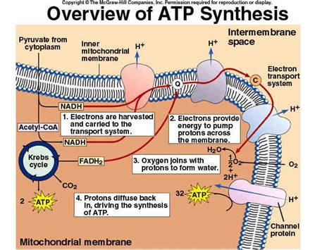 Cellular Respiration | Biology lessons, Teaching biology, Biochemistry