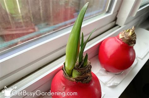 Waxed Amaryllis Bulbs Care & Complete Growing Instructions