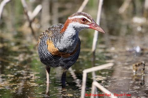 Buff-banded Rail – Friends of Lake Claremont