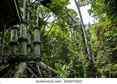 Canopy Walk Tower Rainforest Discovery Centre Stock Photo 1036073452 ...