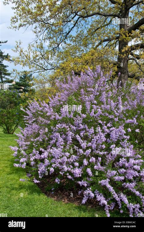 CUTLEAF LILAC - SYRINGA X LACINIATA Stock Photo - Alamy