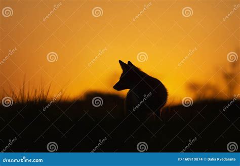 Silhouette of a Red Fox at Sunset Stock Photo - Image of smart, cute ...