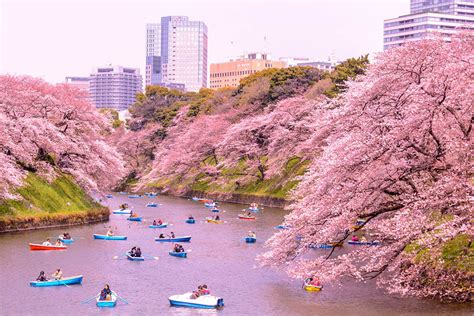 Cherry Blossom Time In Japan 2024 - Emyle Jackqueline