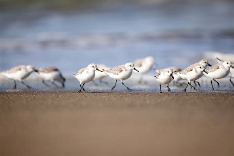 Shore Birds Free Stock CC0 Photo - StockSnap.io