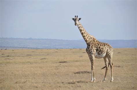 the colors of a giraffe | Giraffe, Animals, Walking