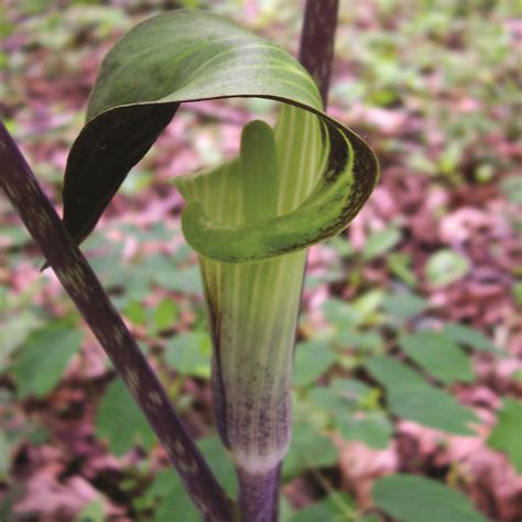 Arisaema triphyllum · Earth@Home: Biodiversity