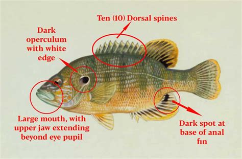 Green Sunfish - The Complete Fishing and Species Guide • Panfish Nation