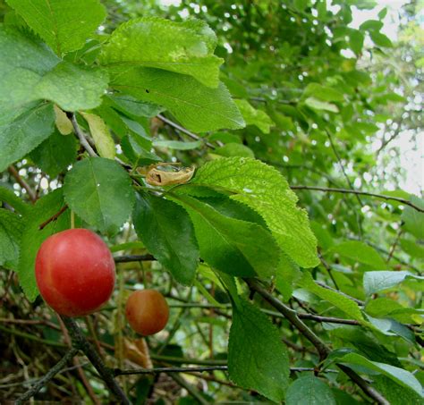 Autumn fruits by Helens-Serendipity on DeviantArt