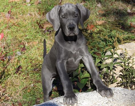 Main, New England & Florida's Premier Blue & Black Great Dane Breeders