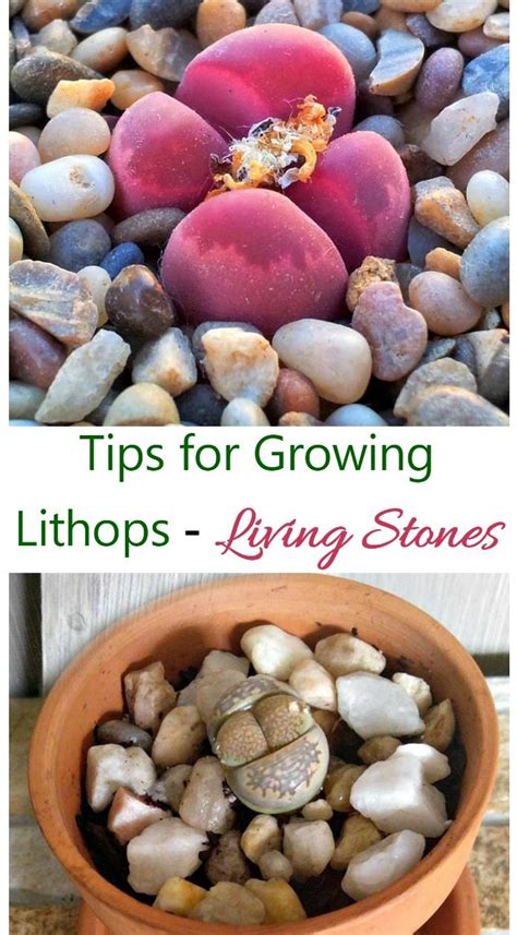 Lithops Care - How to Grow Living Stones