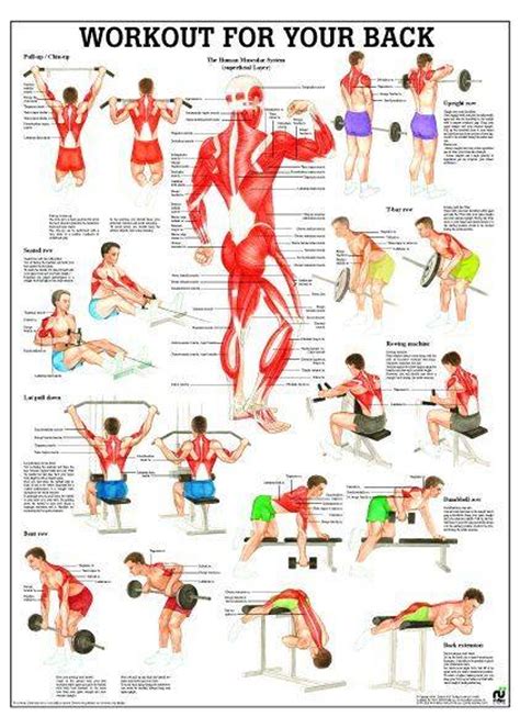 Rudiger Anatomie - Workout For Your Back Laminated Fitness Poster