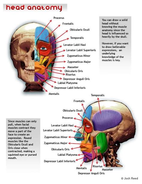 49 best images about anatomy on Pinterest | Human anatomy 3d, Girl body and Back muscles