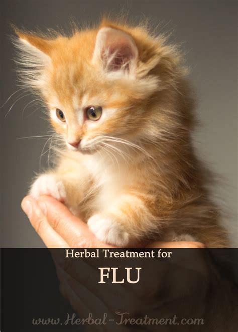 Flu in Cats - Avnayt & Waltham's HOLISTIC TREATMENT TRADITION