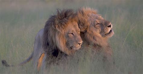 Photographer Captures Two Male Lions 'Mating' In Botswana | HuffPost