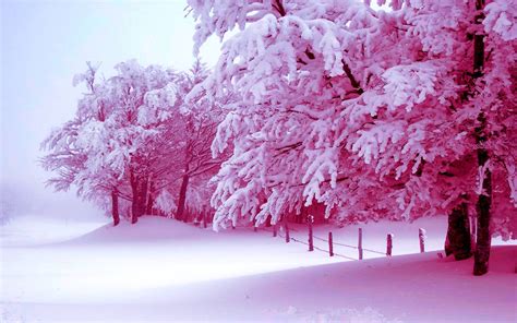 Winter Trees Wallpapers - Wallpaper Cave