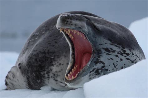 TIL Leopard Seals can open their jaws up to 160° and swim up to 40km/h (18mph) which helps them ...