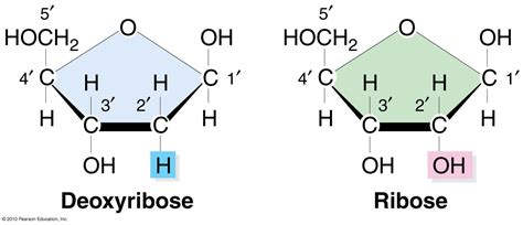 Pentose Sugar Structure