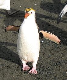 Royal penguin - Wikipedia