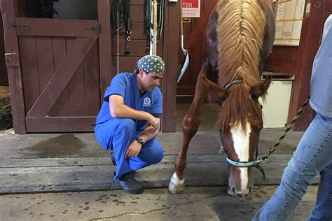 Best Equine Vet Schools - INFOLEARNERS