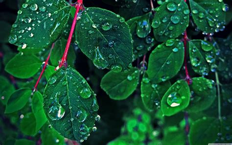 Green Leaf Rain Wallpapers - Top Free Green Leaf Rain Backgrounds ...