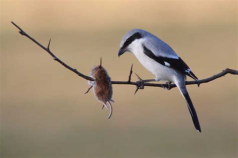 Great Grey Shrike | Bird Identification Guide | Bird Spot