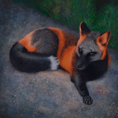 Melanistic Fox 001 by ViGaArt on DeviantArt