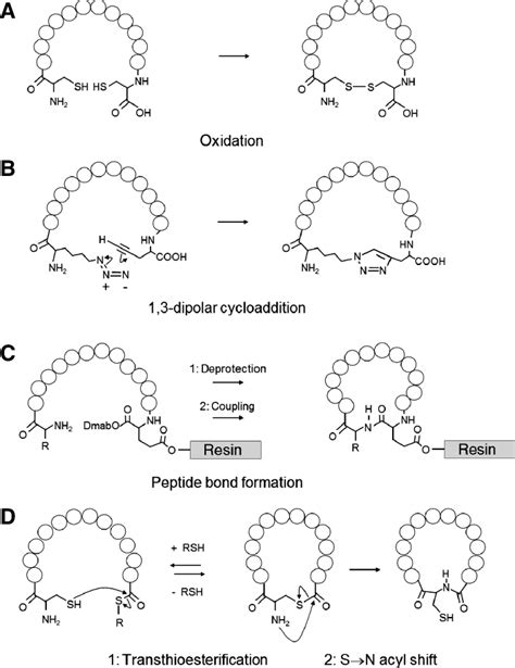 Peptide cyclization by different chemical approaches. (A) Cyclization... | Download Scientific ...