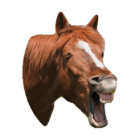 Horse Laughing Sticker by imoji for iOS & Android | GIPHY