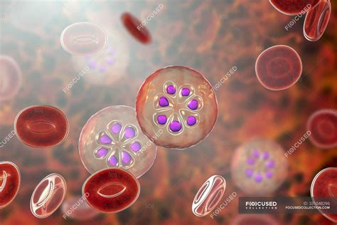 Plasmodium malariae protozoa in blood vessel, computer illustration. — biology, red blood cells ...