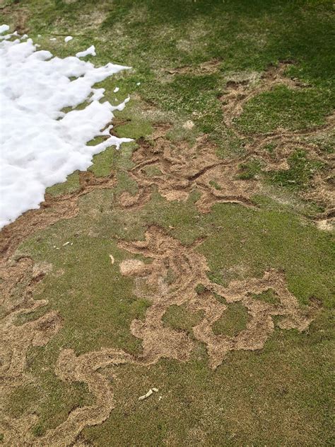 Winter Lawn Tips: Vole Damage