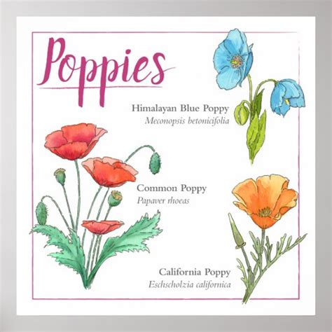 Poppy varieties poster | Zazzle.co.uk