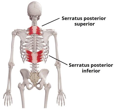 Serratus Posterior Superior - Actions - Attachments - TeachMeAnatomy