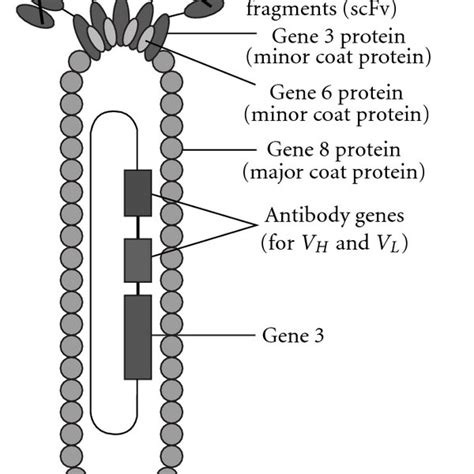 (PDF) scFv Antibody: Principles and Clinical Application