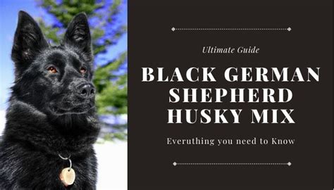 Black German Shepherd Husky Mix (Shepsky Lab Mixed Dog Breed)