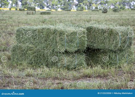 Square Bales of Alfalfa Hay for Cattle are Lying on the Field Stock ...