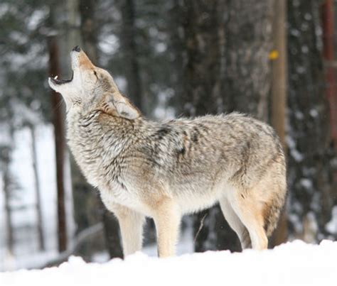 Colorado Wolf and Wildlife Center | TOURS