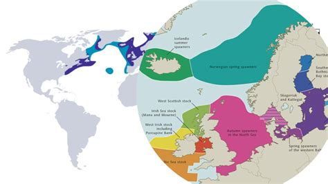 Local adaptation in Atlantic herring populations